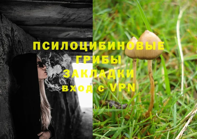 Псилоцибиновые грибы Cubensis  Тюмень 